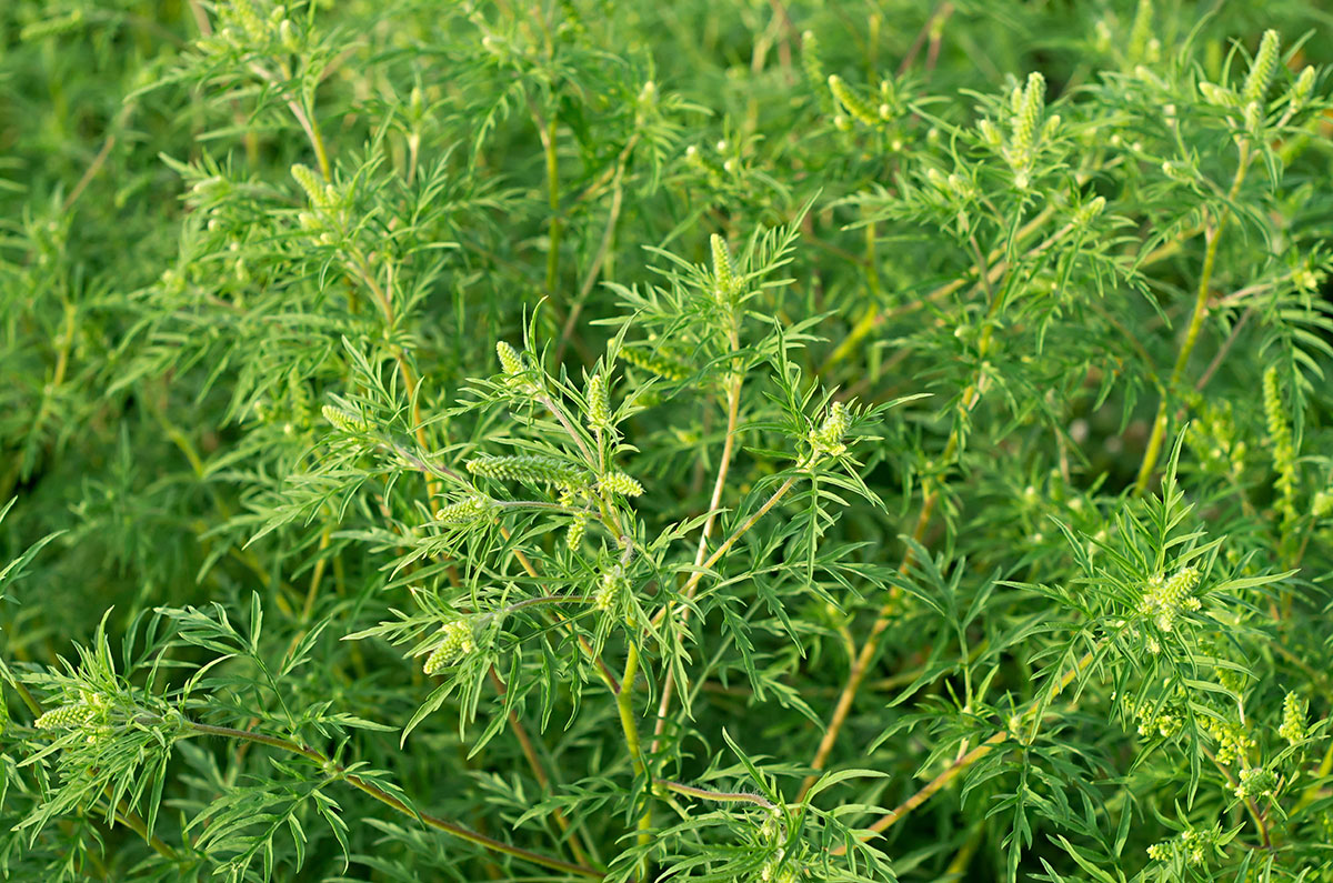Plants d'herbe à poux ragweed, mauvaise herbe, plante nuisible, Ambrosia trifida, Ambrosia artemisiifolia