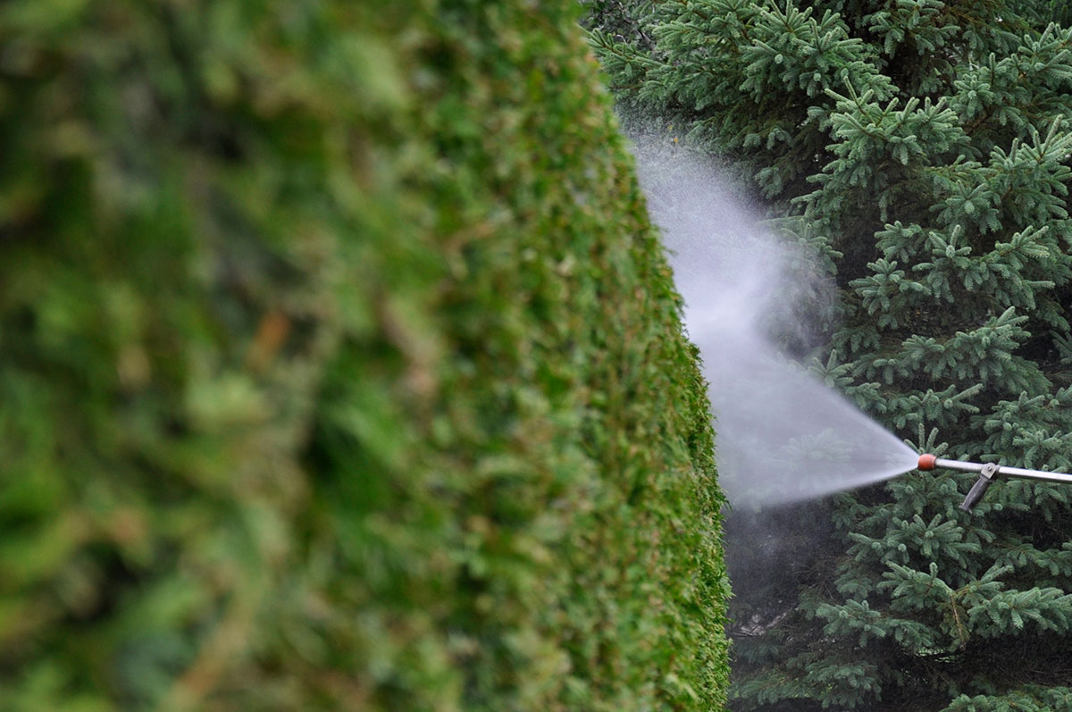 Action de la vaporisation sur une haie de cèdres, fertilisation arbre