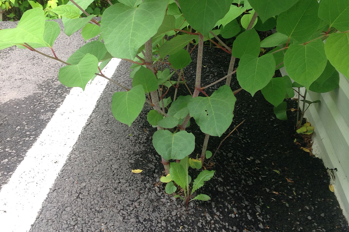 Renouée du Japon poussant dans l'asphalte, mauvaise herbe, plante nuisible