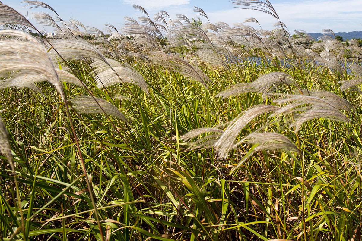Roseau commun, mauvaise herbe, plante nuisible