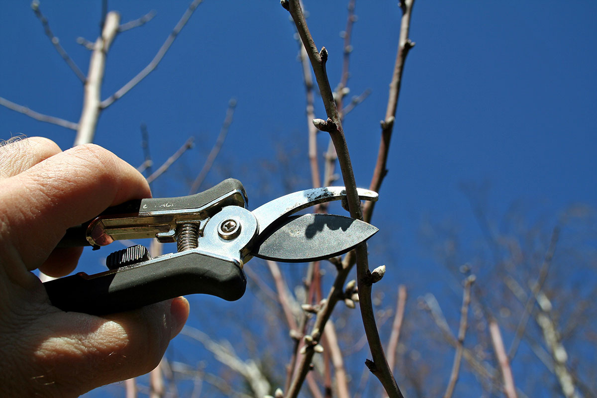 Sécateur taillant branches d'un arbre fruitier