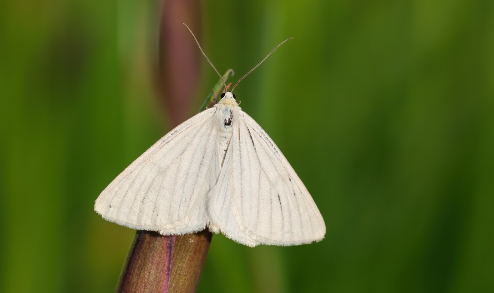 papillon blanc de la pyrale des prés