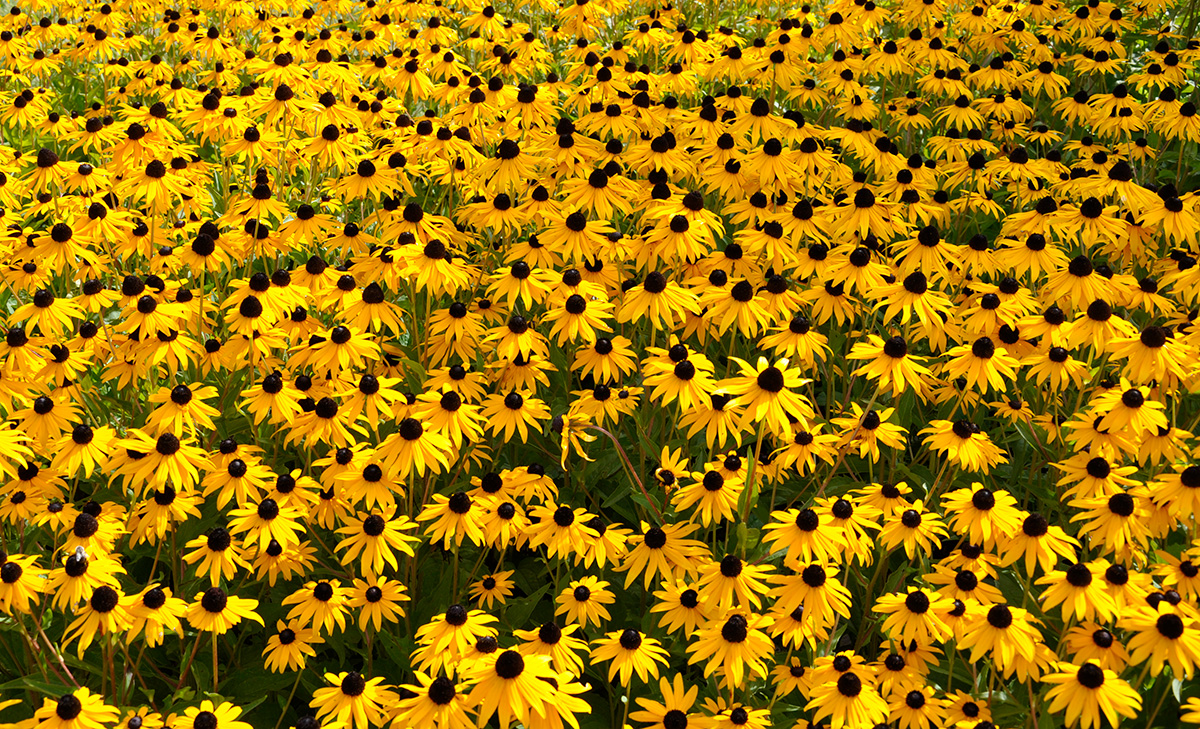 Rudbeckia jaune, diviser et relocaliser végétaux - Groupe Ferti