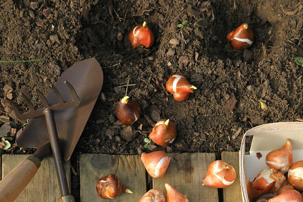 Bulbe de plantation de fleur dans la terre