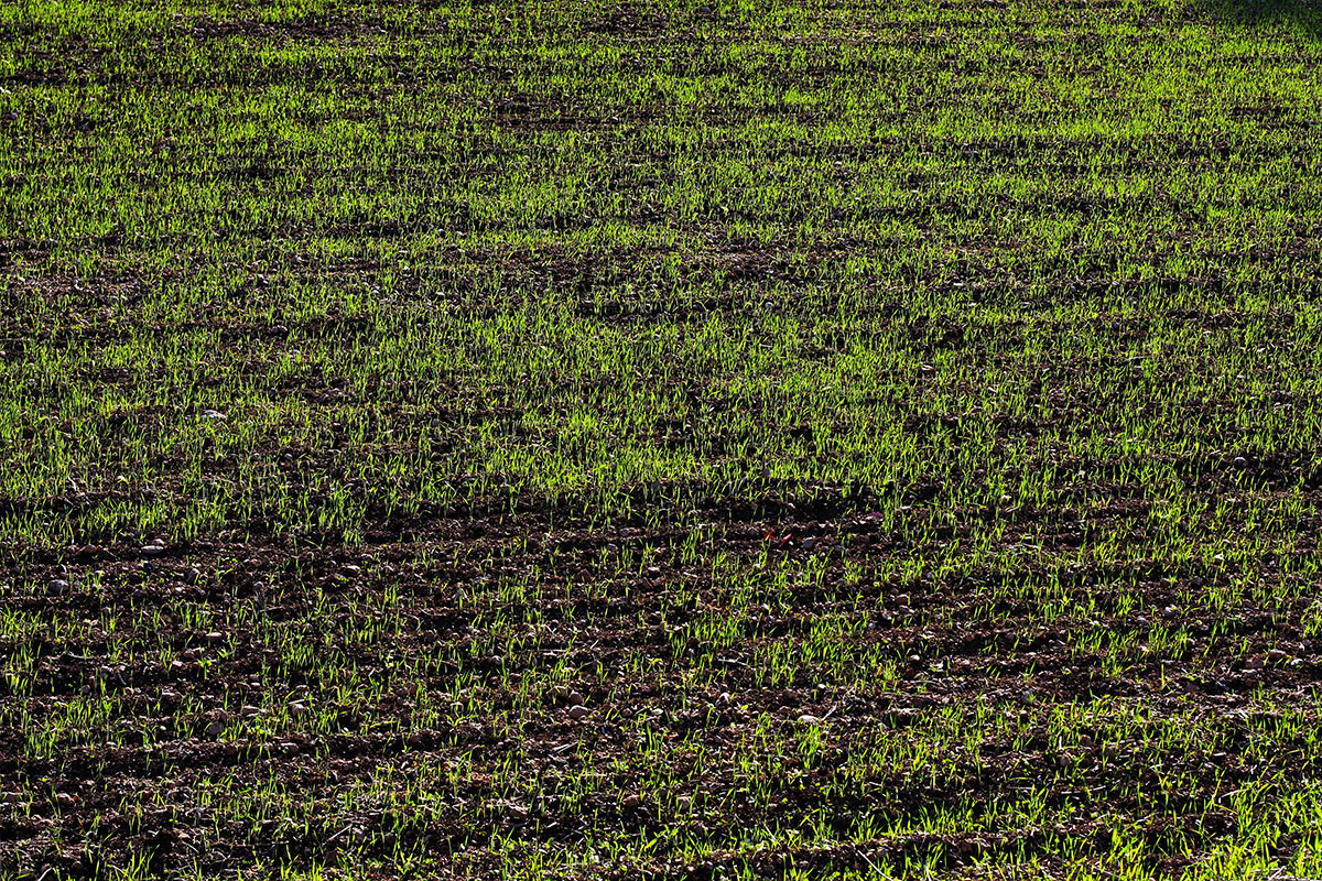 Pelouse avec du compost - Groupe Ferti