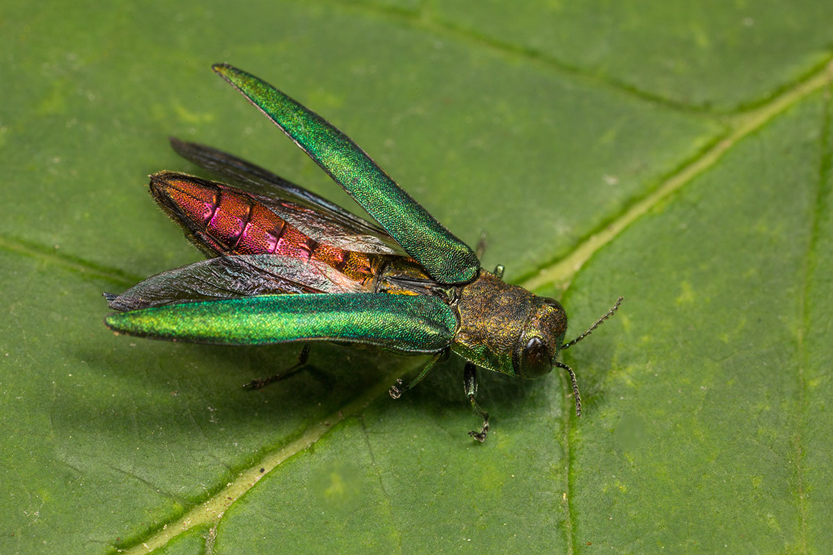 Insecte l'argile du frêne sur une feuille