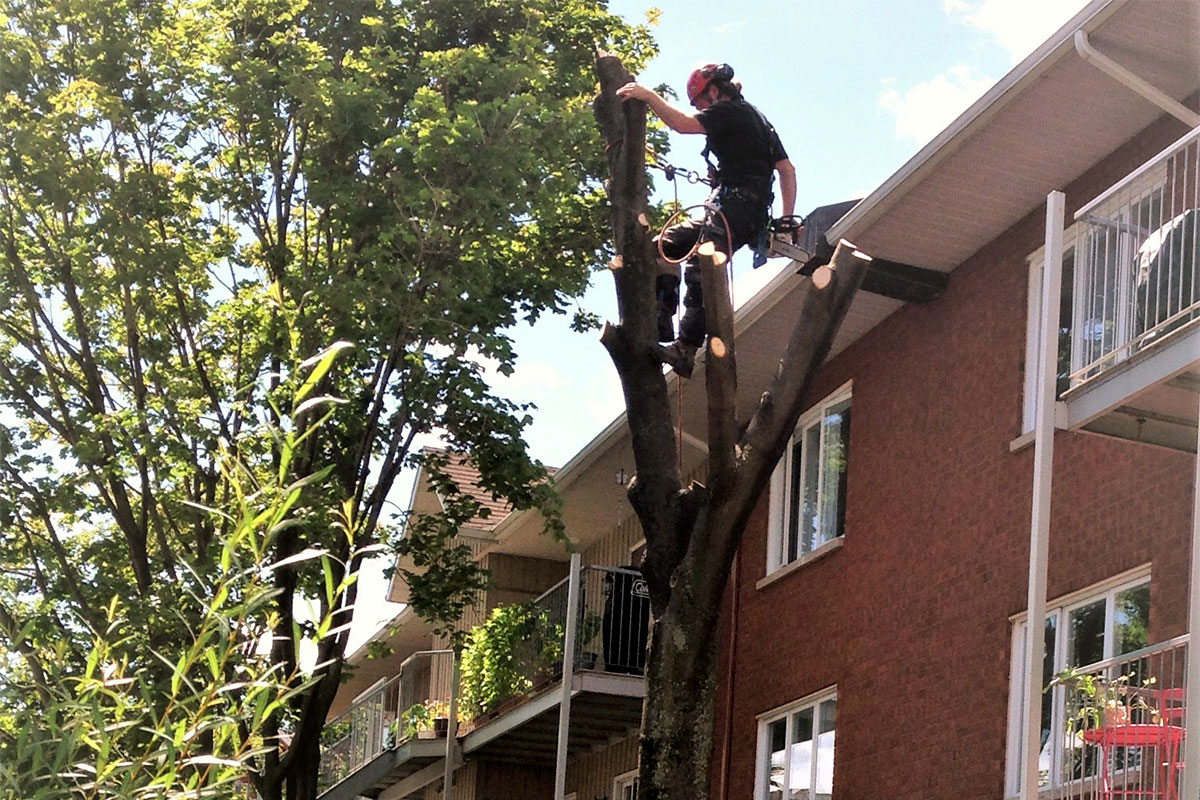 Arboriculteur dans un arbre, abattage d'un arbre