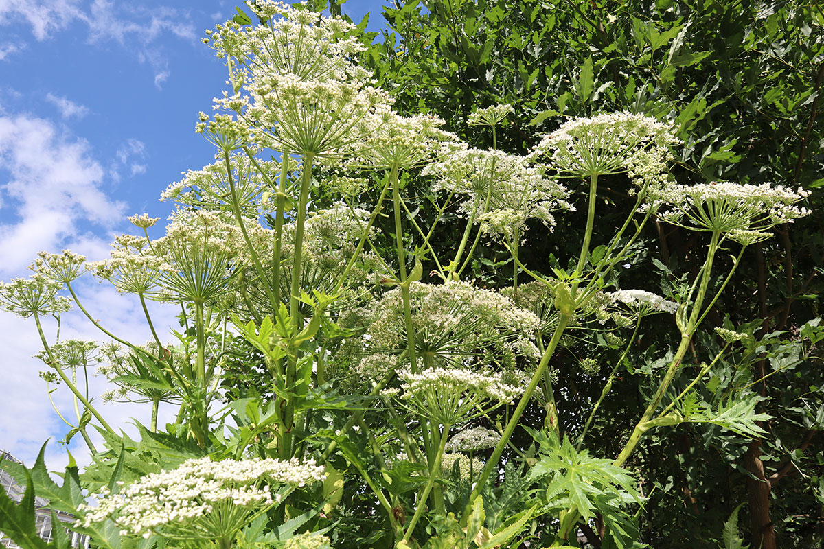 Berce de Caucase, mauvaise herbe, plante nuisible