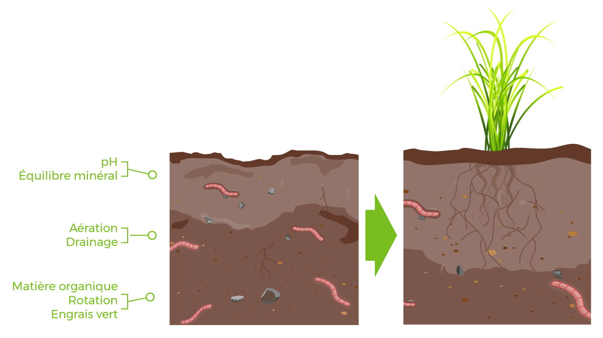 Comment développer la biologie d'un sol