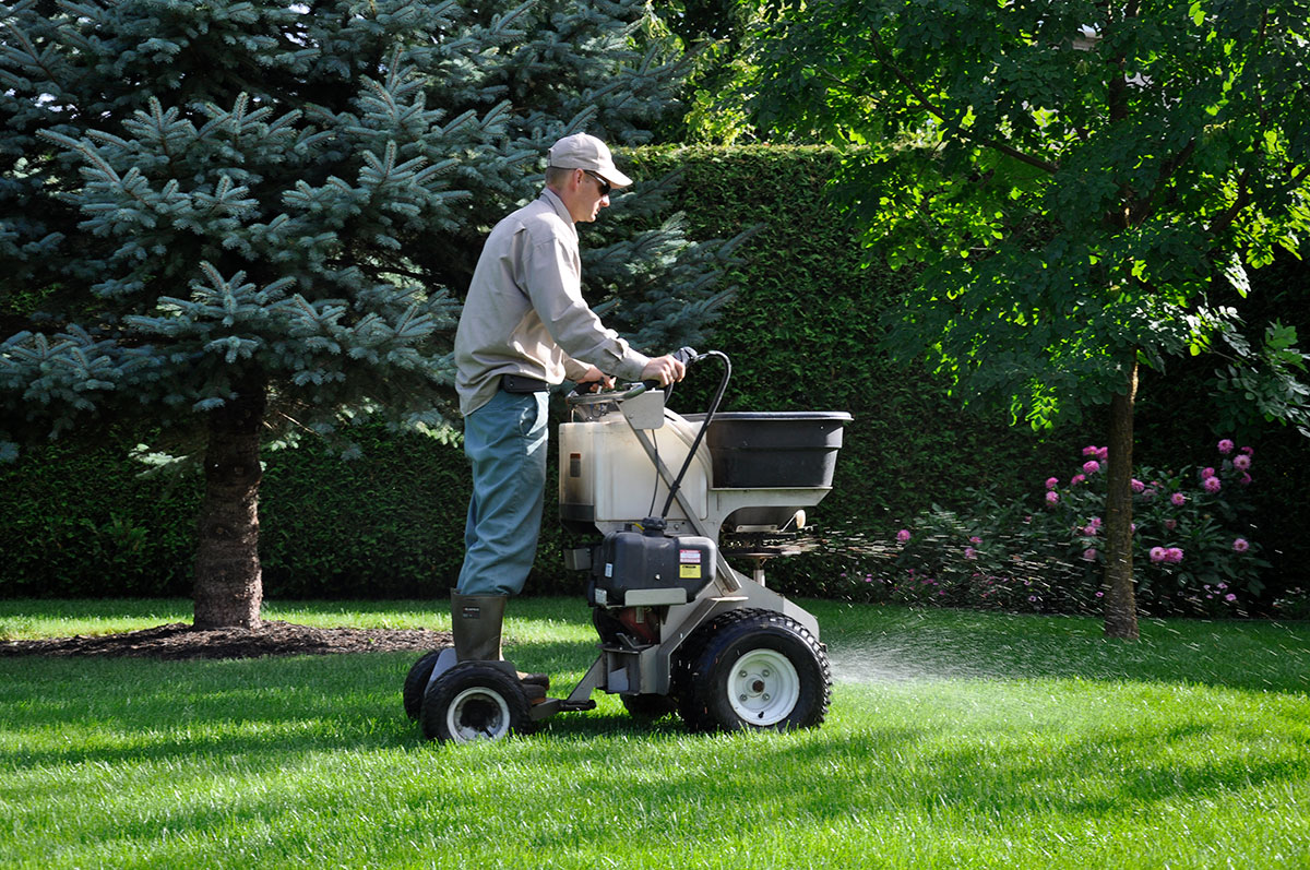 Homme fertilisant une pelouse en été