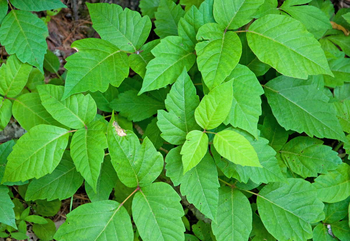 Groupe Ferti - Herbe-a-puce-herbe-a-poux-herbe-a-la-puce-plante-nuisible