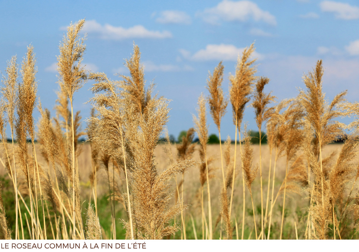 Groupe Ferti - Le roseau commun - Mauvaises herbes