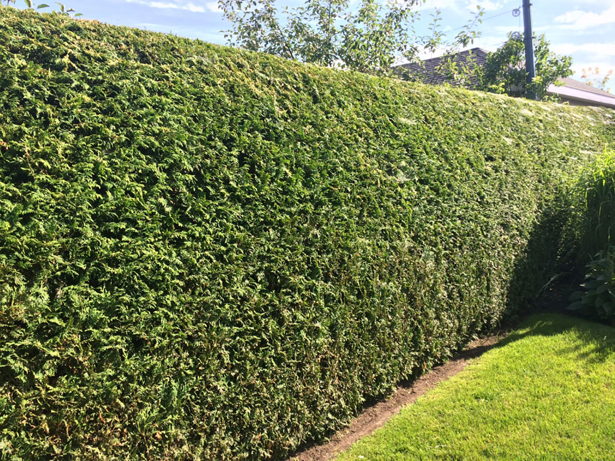 Haie de cèdres bien taillée en été