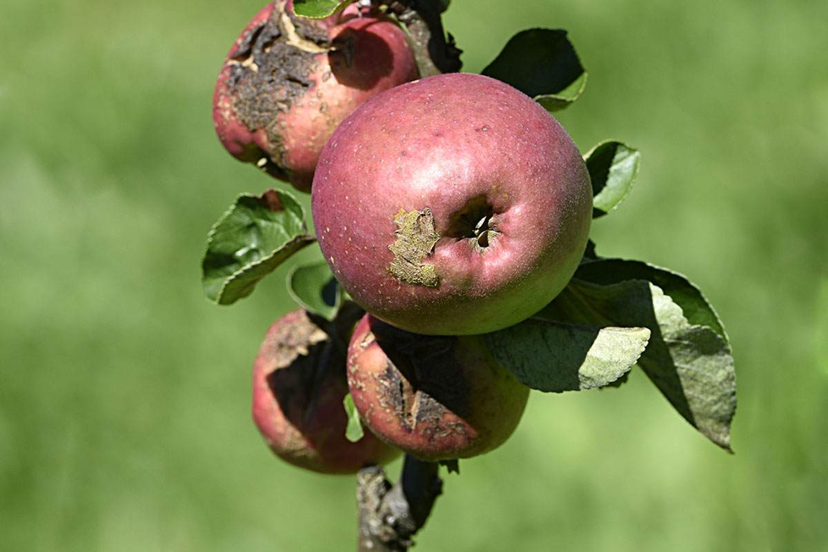 Comment contrer la tavelure du pommier avec l'huile de dormance