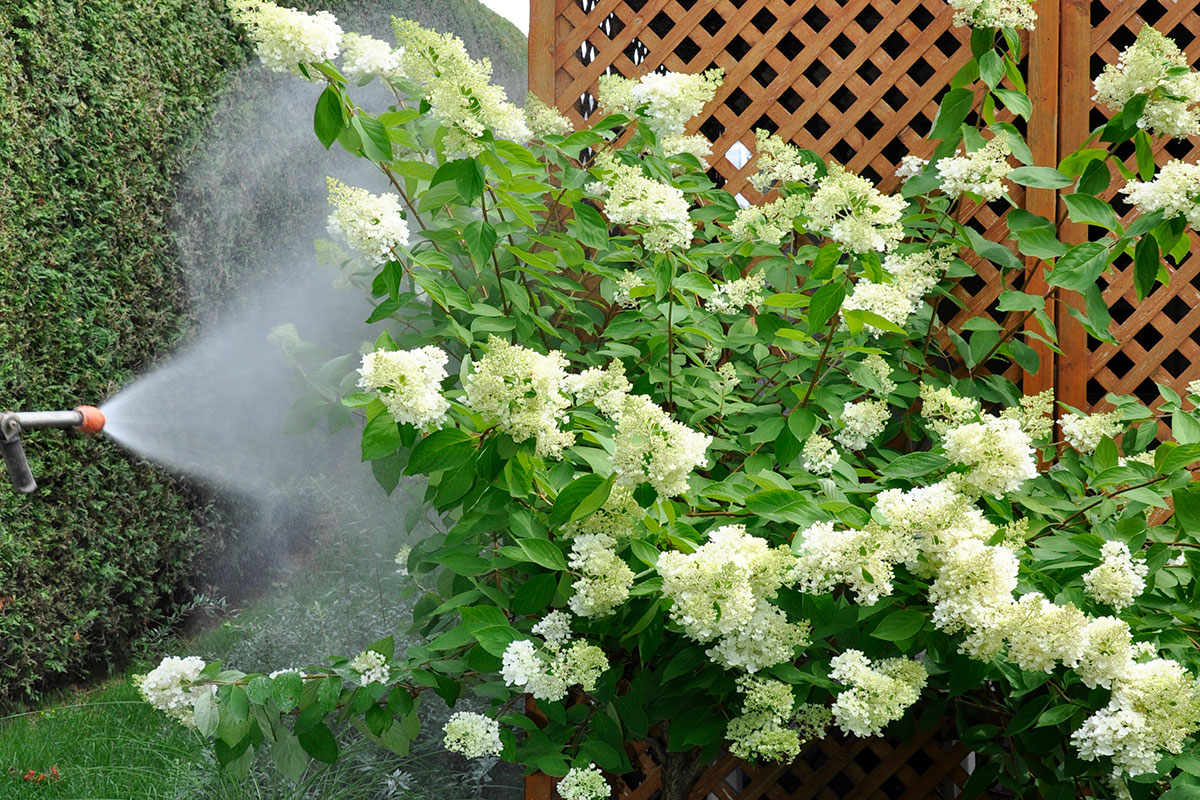 Action de la vaporisation foliaire sur un arbuste