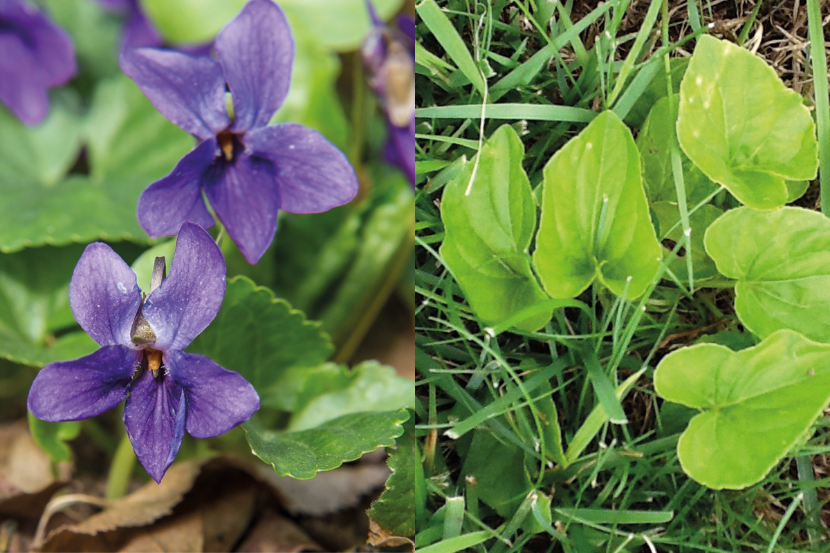 La violette commune plante indésirable