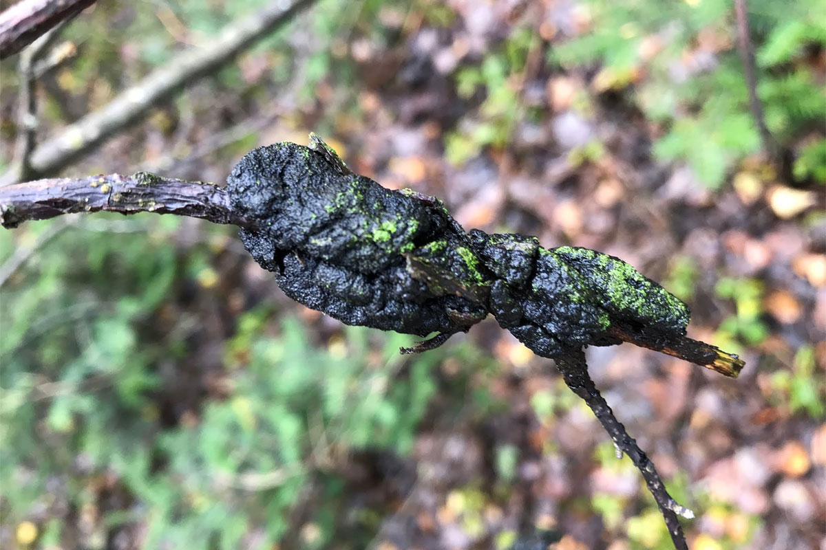 Groupe Ferti - maladie nodule noir arbre