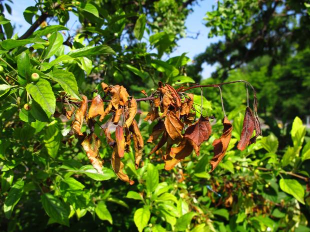 brulure-bacterienne-maladie-arbre- Groupe Ferti