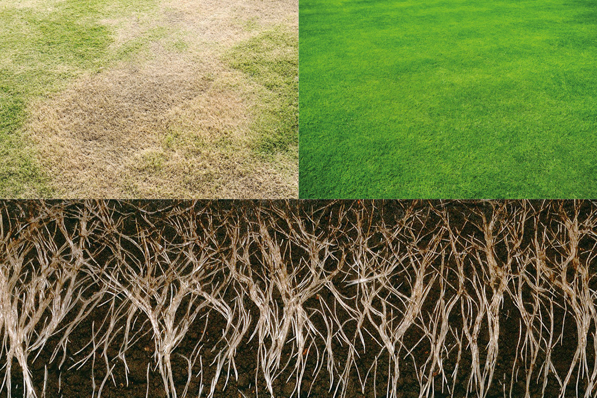 Pelouse avant de recevoir un revitalisant de pelouse et après